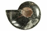 Cut & Polished Ammonite Fossil (Half) - Crystal Pockets #263658-1